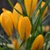 Image-square_50