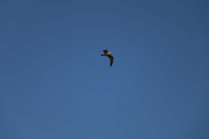 Image-normal