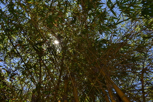 Image-preview_300x200