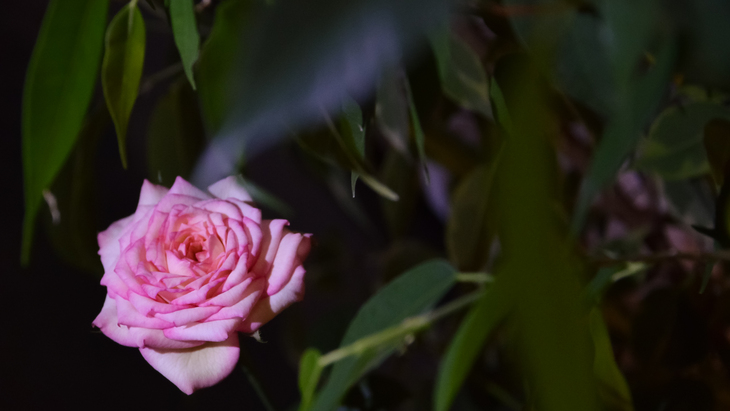Image-normal