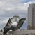 Image-square_50