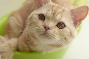 Image-preview_300x200