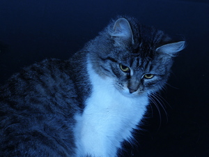 Image-preview_300x200