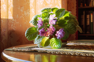 Image-preview_300x200