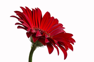 Image-preview_300x200