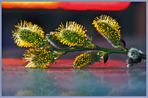 Image-preview_300x200