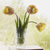 Image-square_50