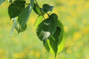 Image-preview_300x200