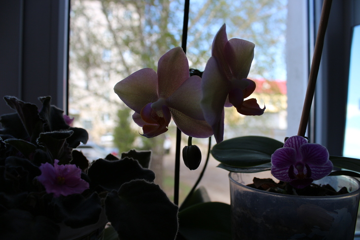 Image-normal