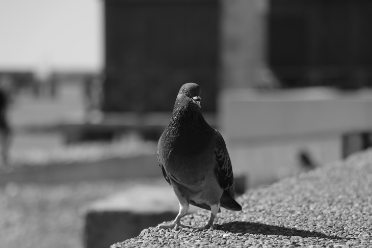 Image-normal