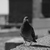 Image-square_50