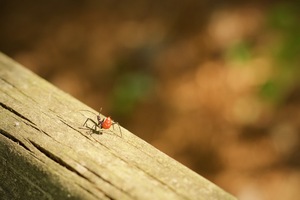 Image-preview_300x200