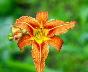 Image-preview_300x200