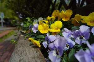 Image-preview_300x200