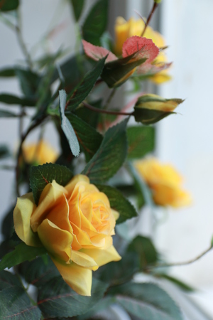 Image-preview_300x200