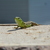 Image-square_50