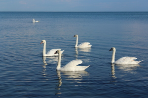 Image-preview_300x200