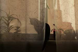Image-preview_300x200