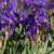 Image-square_50