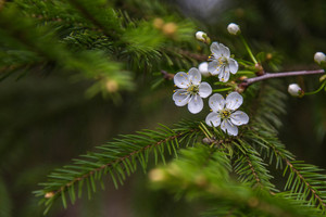 Image-preview_300x200