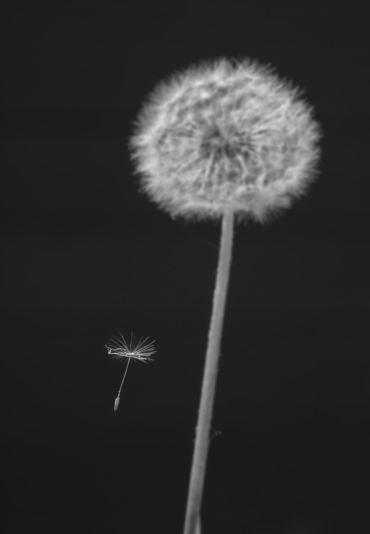 Image-normal