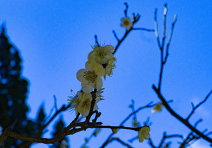 Image-preview_300x200