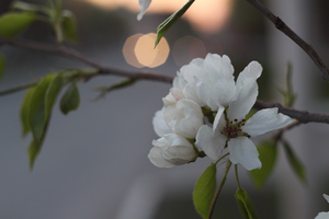 Image-preview_300x200