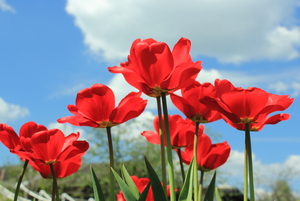 Image-preview_300x200
