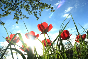 Image-preview_300x200
