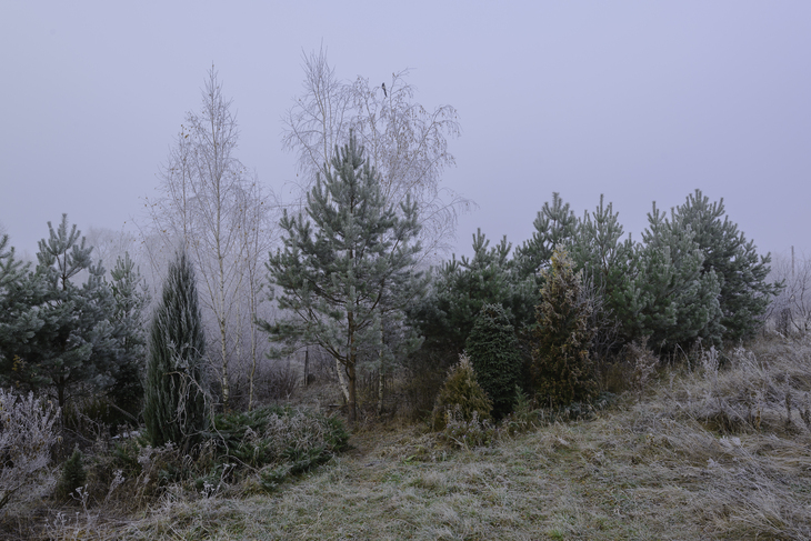 Image-normal