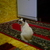 Image-square_50