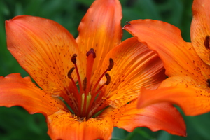 Image-preview_300x200