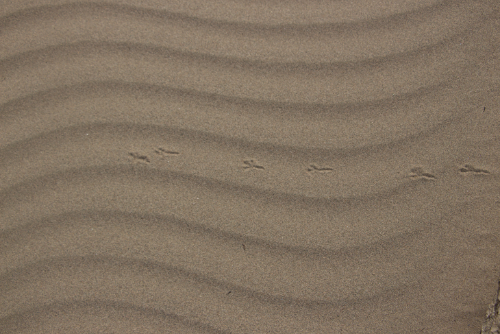 Image-normal