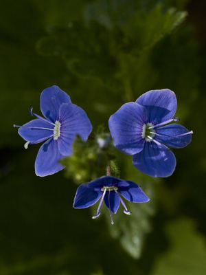 Image-preview_300x200