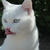 Image-square_50