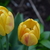 Image-square_50