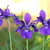 Image-square_50