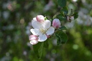 Image-preview_300x200