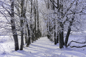Image-preview_300x200