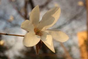 Image-preview_300x200