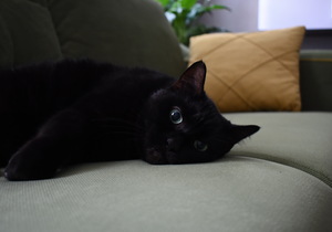 Image-preview_300x200