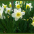 Image-square_50