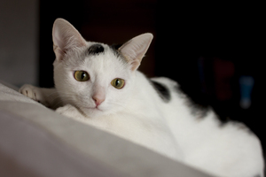 Image-preview_300x200