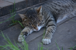 Image-preview_300x200