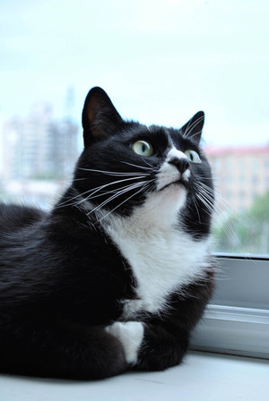 Image-preview_300x200