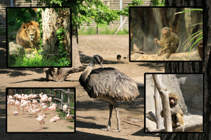 Image-preview_300x200