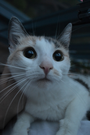 Image-preview_300x200