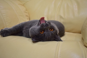 Image-preview_300x200