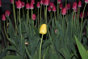 Image-preview_300x200