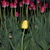 Image-square_50
